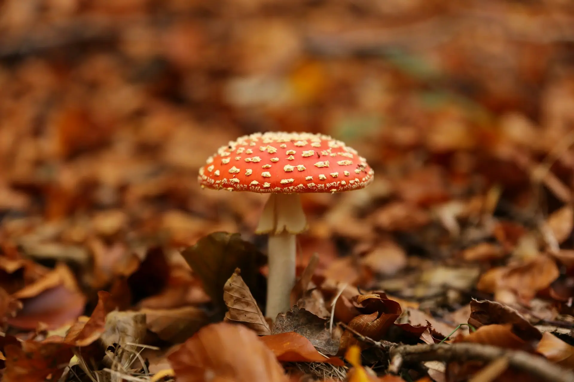 A slim mushroom with red top speckled with white dots growing in the forest floor in autumm.