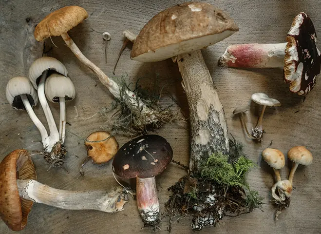 Variety of mushrooms rooted out and laid down together.