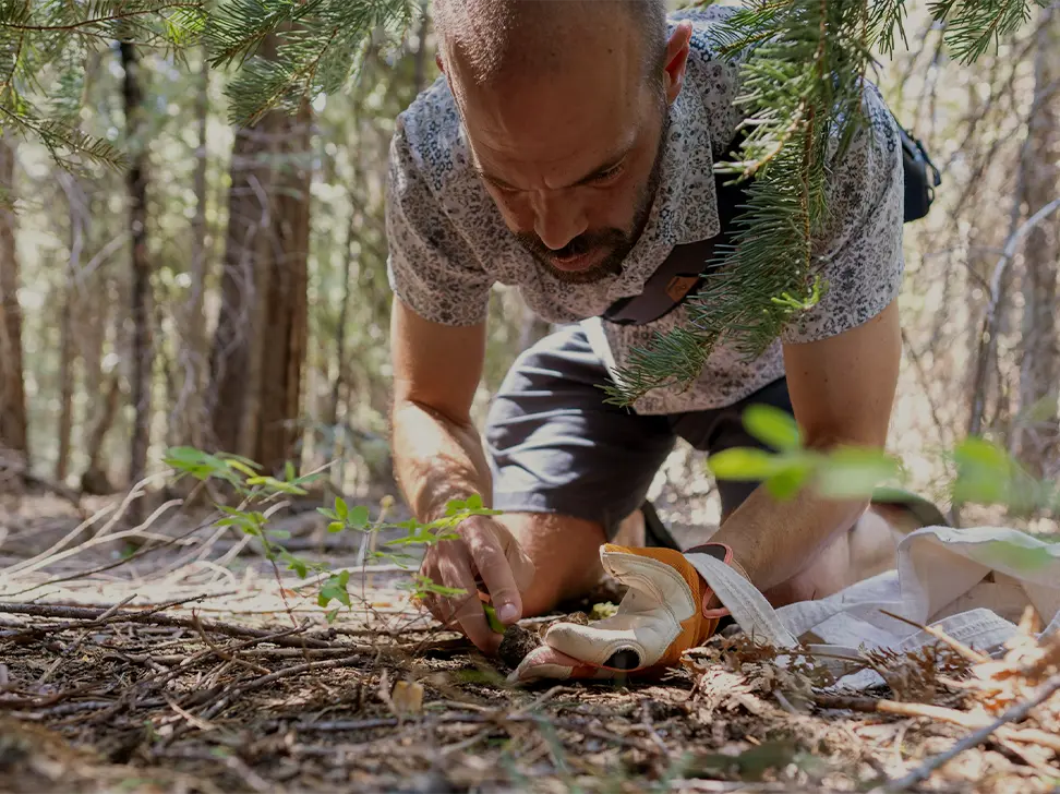 Man reclined on his knees in the forest floor, checking the soil.