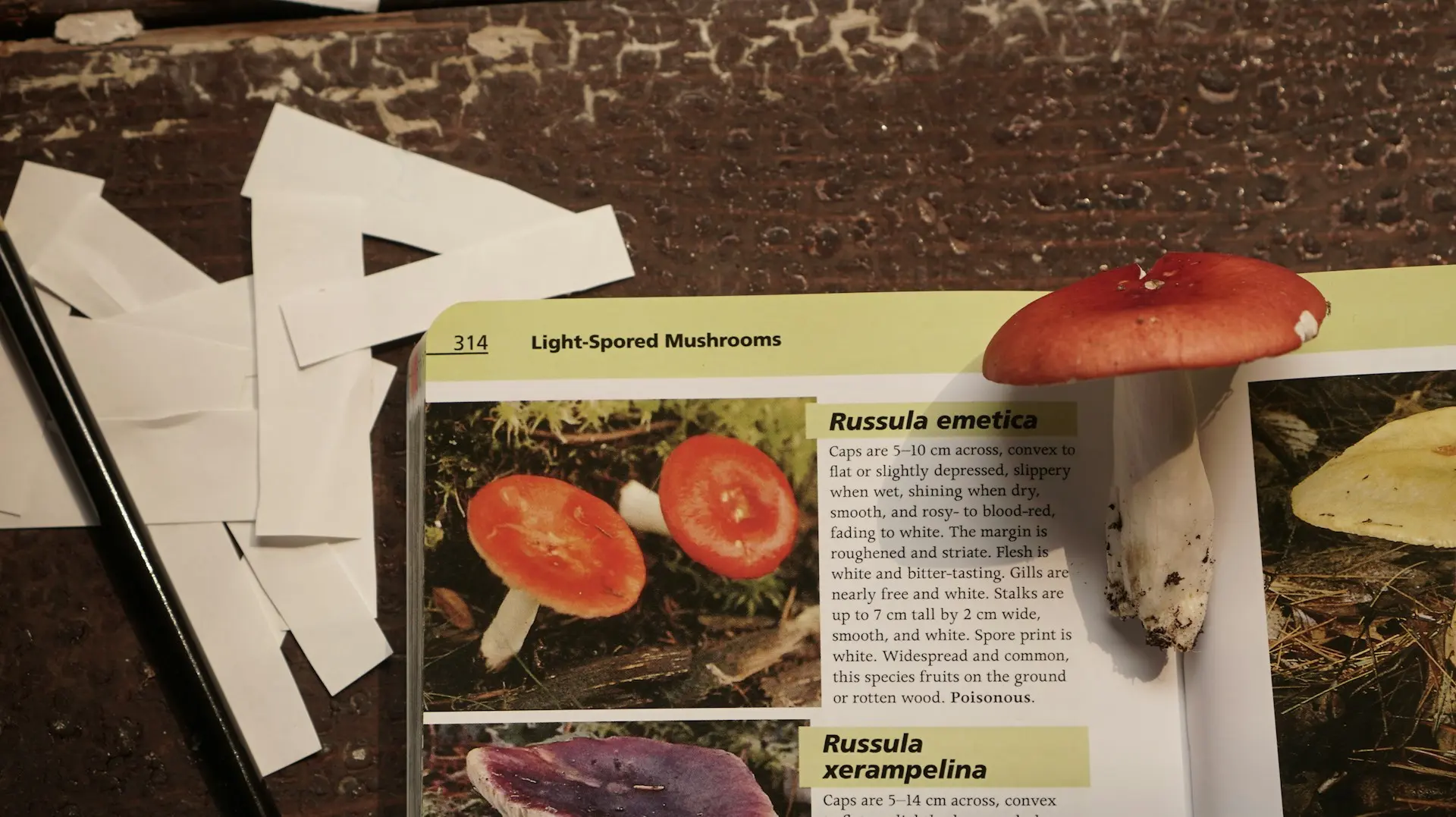 Book of mushrooms opened up, with a mushroom on top that matches the book image.