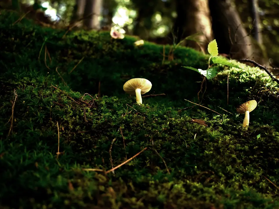 Two mushrooms growing in the mossy stepped forest floor.
