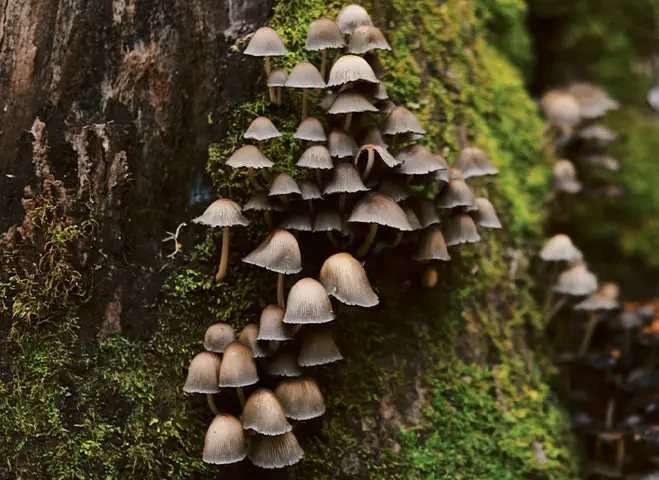 Tightly-grouped brown mushrooms growing just above the base of a mossy forest tree.
