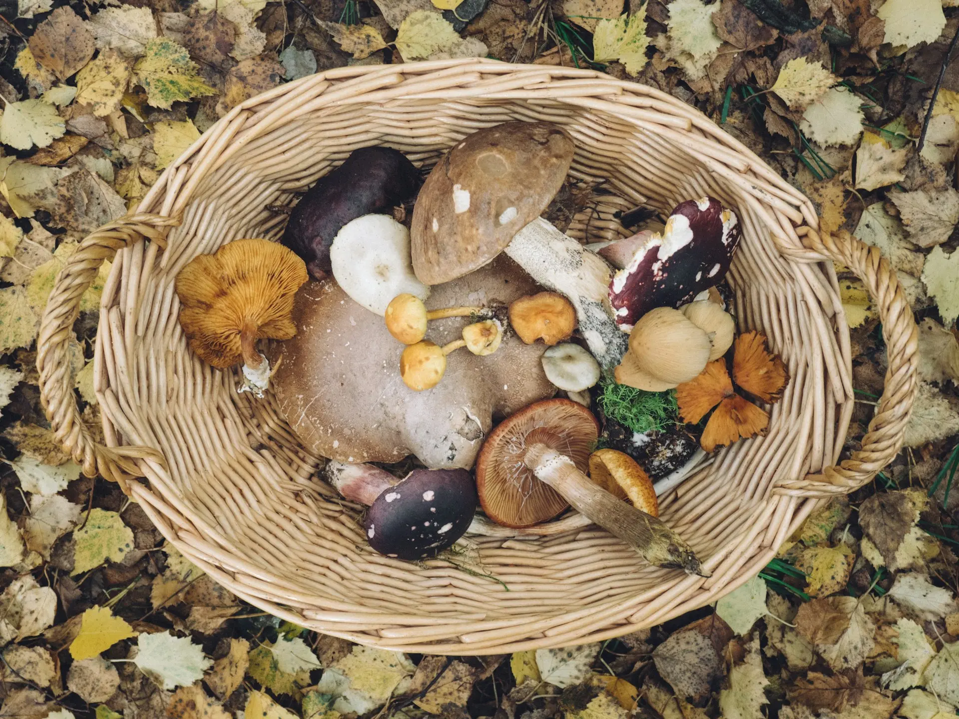 Basket laid down in the floor, holding a variety of mushrooms.