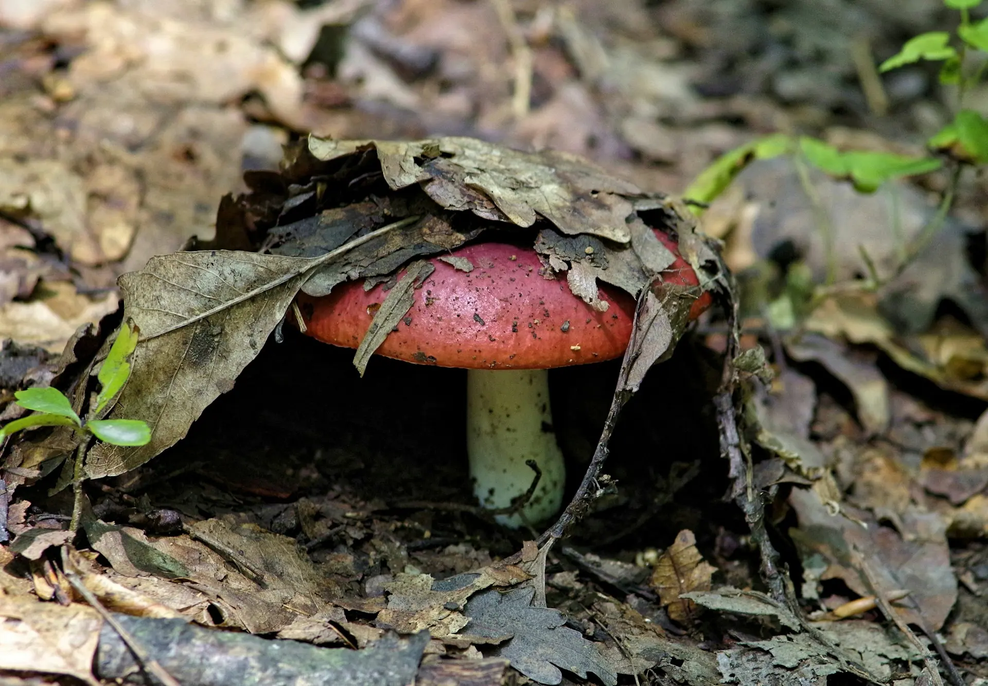 A mushroom with white trunk and red top covered by leaves in the forest floor.