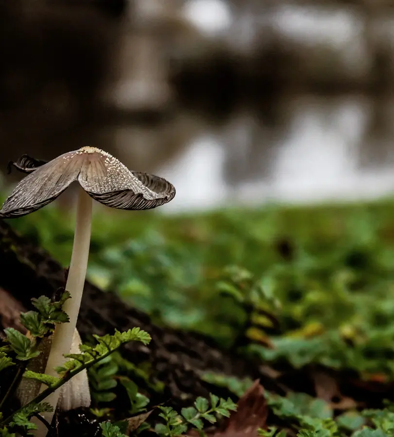 Close-up of mossy forest floor, with a fungus in first plane.